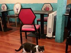 -猫小院猫主题咖啡厅(北锣店)