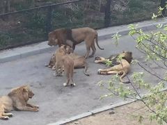 -大连森林动物园