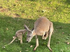 -泉州海丝野生动物世界