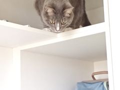 -海关荤豆花(洋河一路店)