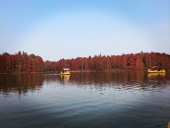 -上海海湾国家森林公园