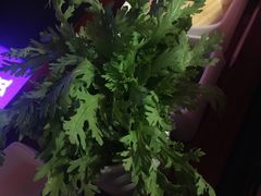 茼蒿-大渝火锅(苏州西城永捷店)