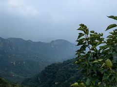 -大岭沟猕猴桃谷风景区