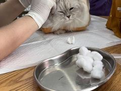-萌兽医馆·眼科·异宠专科(三里屯店)