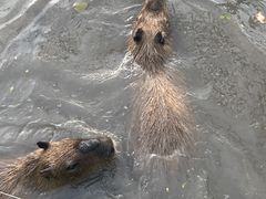 -上海野生动物园