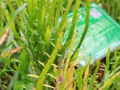 -广西壮族自治区药用植物园