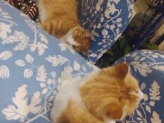 海妖酒吧-Sirena海妖日咖夜酒