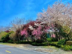 -牛首山文化旅游区