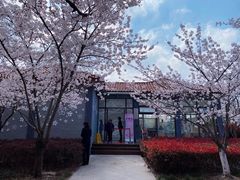 -高东镇樱花园