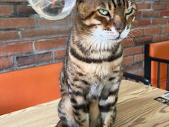 -豆逗聊愈猫阁Easy Life