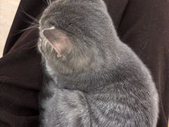 -有喵·猫咖·狗咖·30几只猫10只小狗(岗厦店)