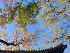 -灵谷景区
