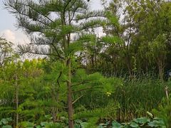 -昆山城市生态森林公园