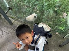 -都江堰中华大熊猫苑