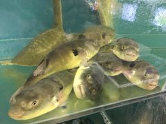 -瀏河老街土菜館(浏河店)