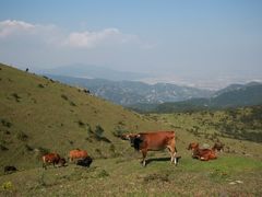 -大姆山草场