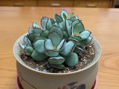 -双季花艺园艺市场(浦东店)