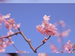 -顾村公园