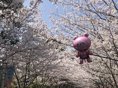 -高东镇樱花园