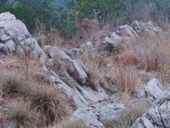 -午潮山国家森林公园