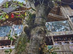 -西双版纳原始森林公园