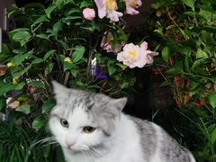 -家烧面馆【南山路知名经典面食】