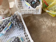 -马陆小张葡萄园农家乐