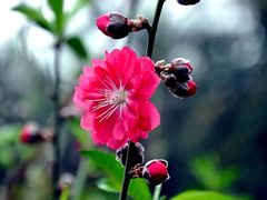 -桃花涧