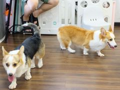 -柯斗斗主题餐厅·狗咖·围炉煮茶·茶饮(国瑞升平里店)