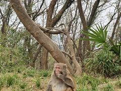 -苏州上方山国家森林公园