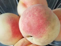 -南汇老顾农家乐采摘大团水蜜桃采摘店