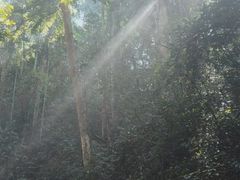 -西双版纳原始森林公园