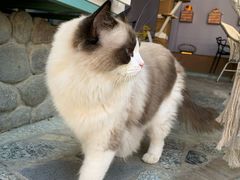 -喵屿·大理花园猫咖