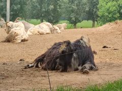 -北京野生动物园