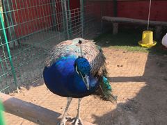 -明珠湖天鹅苑·农家菜馆