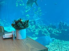 -涛·海底餐厅·美人鱼·自助餐·海底隧道(三亚海棠湾洲际度假酒店)
