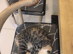 -平行世界·猫咖(首经贸店)