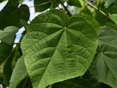 -李氏凉糕(中心街店)