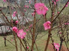 -桃花岭景区