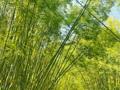 -深圳仙湖植物园