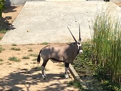 -西霞口神雕山野生动物世界