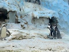 -帝企鹅自助餐厅•儿童岛•真企鹅(长隆企鹅酒店)