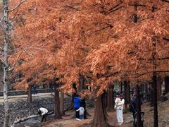 -白水寺森林公园