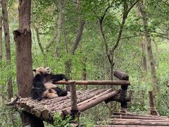 景点-成都大熊猫繁育研究基地