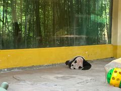 -杭州野生动物世界