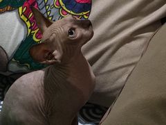 -more than meow吴止猫主题餐厅(承德 中船汇店)