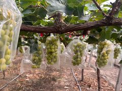 -马陆小张葡萄园农家乐