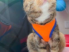 -邢大夫动物医院