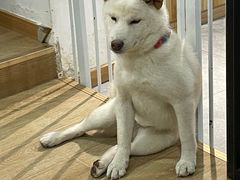 -南京Hallo宠物乐园·哈罗犬舍·柴犬繁育基地