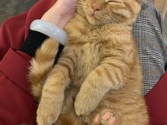 -喵屿·大理花园猫咖